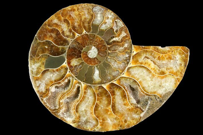 Cut & Polished Ammonite Fossil (Half) - Agate Replaced #146151